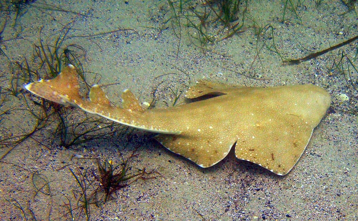 Angel shark