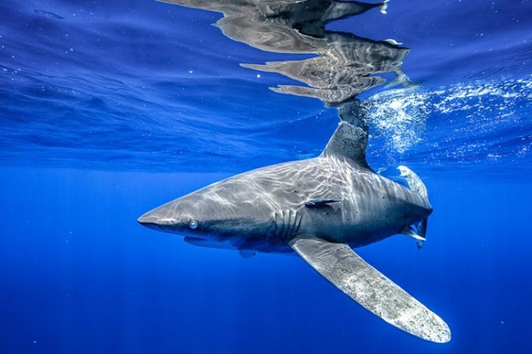 oceanic-whitetip-shark