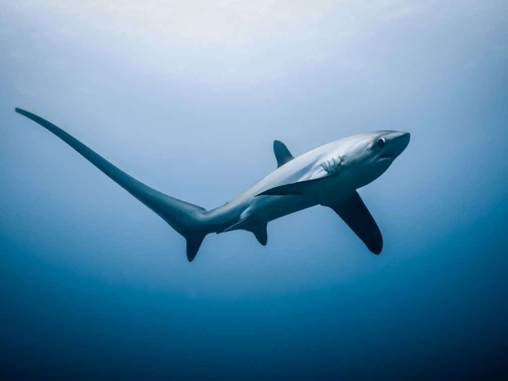 Thresher shark