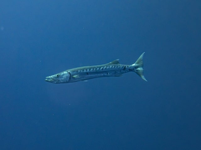 Barracuda