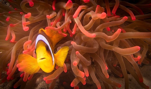 Clownfish