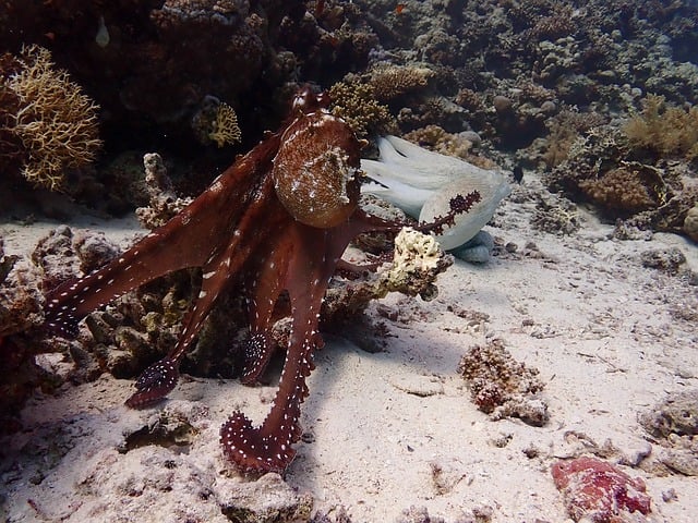 Octopus