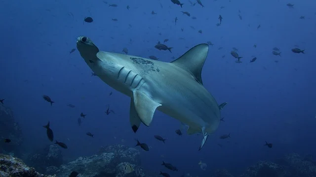 Hammerhead shark