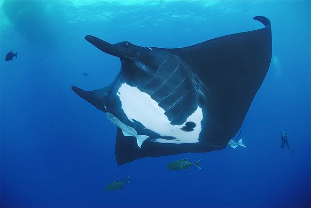 Manta ray