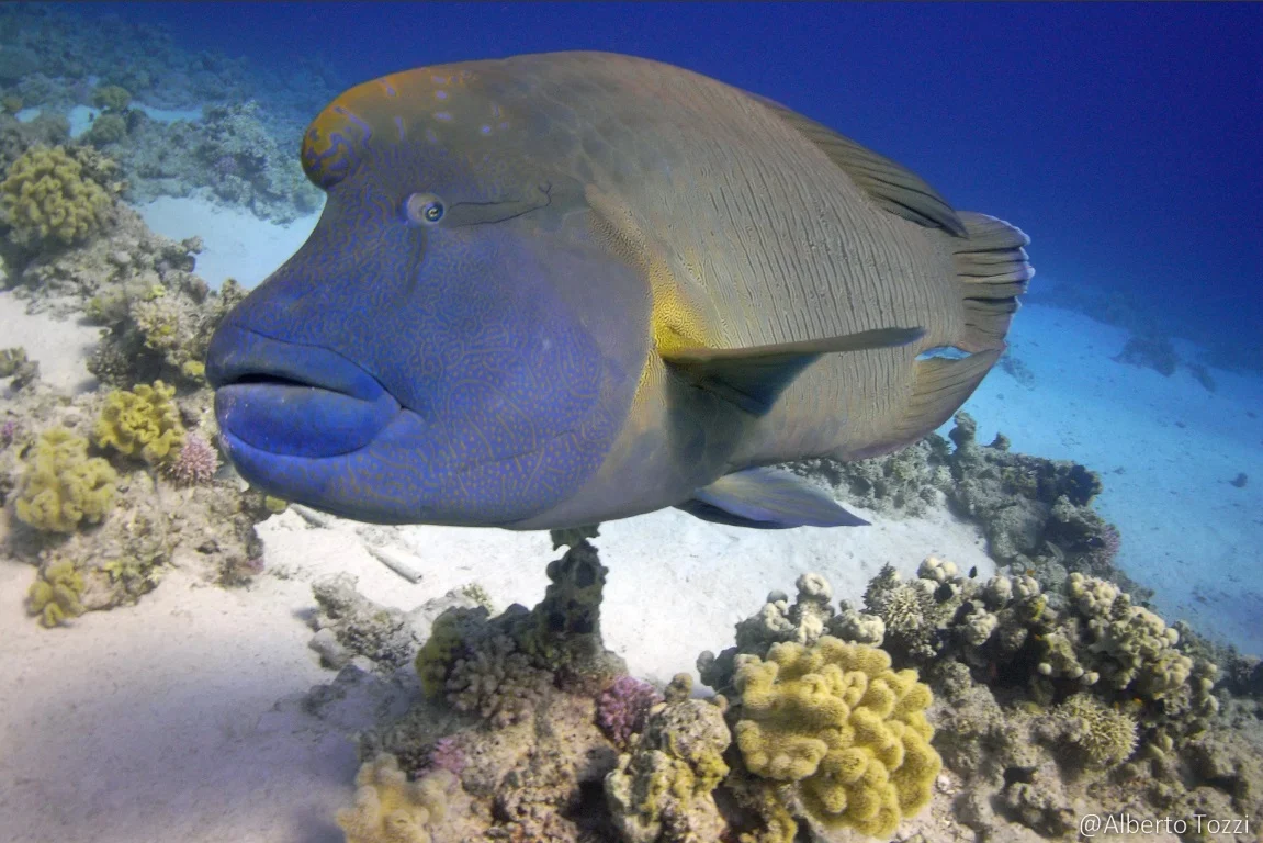 Napoleon wrasse