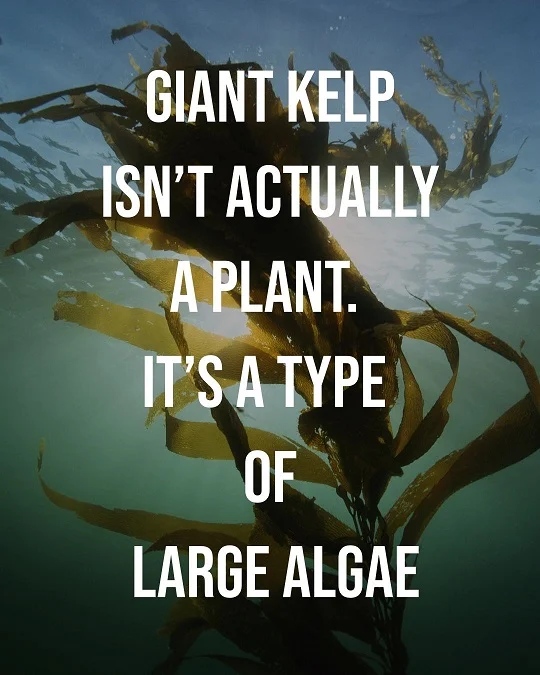 Giant-kelp2