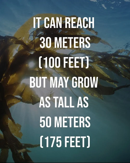 Giant-kelp4