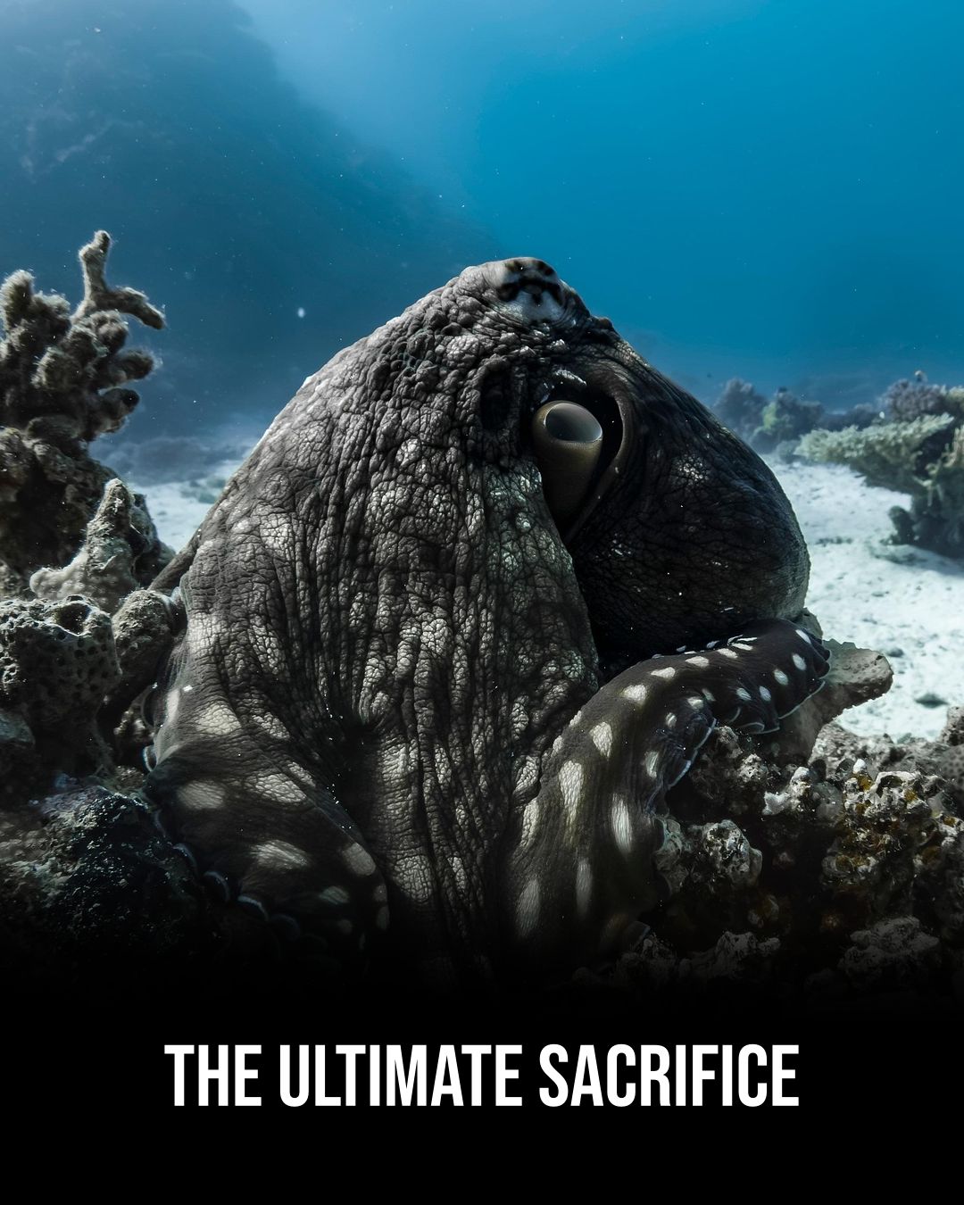 octopus_ultimate_sacrifice-1